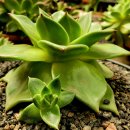 쿤타킨테 이미지