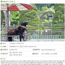 세종 수영장 다온숲 애견글램핑도 가능하대요!!