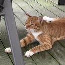 타샤의 숲속 이미지