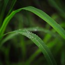 풀잎 위의 이슬 이미지