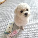 포마이독(for my dog) | 강아지샴푸추천 하리샴푸 포 마이올드독 : 순한애견샴푸로 갈아타기