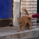 심쿵하냥 이미지