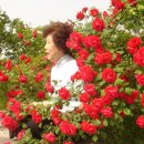 장수장미네