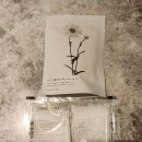 살롱드디에이 | 시그니엘 부산 호텔 미포하버뷰 후기 (라운지,수영장,헬스장,객실,웰컴티)