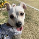1828 | [❤️입양후기❤️] 1828. 레이🐶