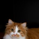 24시 수 동물메디컬센터 이미지