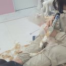 카밍캣 | 광주 동구 고양이 무마취 미용이 가능하다고 ? :: 산수동 카밍캣 후기😻💛
