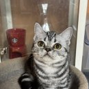 라마지샤 이미지