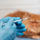 이동물병원 이미지