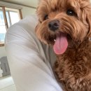 늘 사랑스럽개 이미지