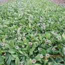 곰배령황토펜션 이미지