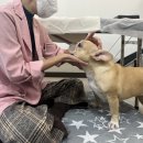 잘살개(J·DOG) 이미지