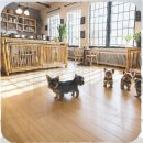 강아지 보호센터 | 산본 강아지보호센터 치와와 입양 후기 소중한 가족 맞이 준비 과정