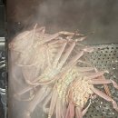 나리네 | 대구 박달대게 싸고 맛있는집 '나리네 농수산' 내돈내산 재재방문 후기