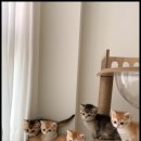 조이퍼피 강아지분양 이미지