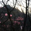 저녁숲 이미지