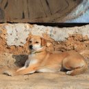 도그마루 강아지고양이 안양점 | 안양강아지분양 도그마루 인기 비결
