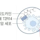 치과 마취제, 암 세포 죽이는 효과 있다 이미지