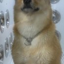 샤워하시개 이미지