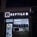 렙타일숲 | 크레스티드게코부터 다양한 파충류까지 한곳에서 볼수있는 경기도 광주 파충류샵 렙타일 뜰 방문 후기