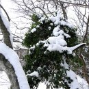 교래자연휴양림야영장 이미지