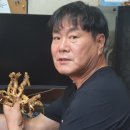 약초본가건강원