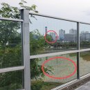 국도59호선 | 국도 59호선 조류충돌방지필름 페더프랜들리 테이프 설치
