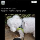 모르는 아저씨가 토실토실한 말티즈를 맡기고 감 이미지