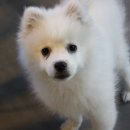 카페 꼬미꼬미 이미지