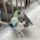 고양이숲 | 주안고양이분양 건강한 가정묘 노르웨이숲 입양 후기