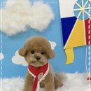 강아지 미장원 이미지