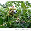 평화농원 이미지