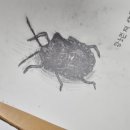 인천길주초 이미지