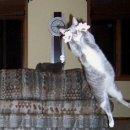 날으는고양이 이미지