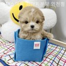 마마스미독 강아지분양 인천점 | 인천강아지분양 마마스미독 강아지분양 인천점 즐겁고 만족스러운 분양 경험