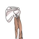 상완세갈래근, 삼두박근이라고도 불리는 근육 이미지