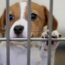 반여착한동물병원 이미지