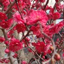 섬진강봄소식 이미지