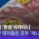 돼지창고 - 평택시 | 돼지창고