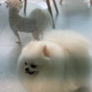 메모리펫살롱 이미지