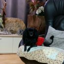 펫 앤 쉘터 동물병원 이미지