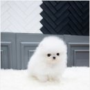 화이트포메라니안 이미지