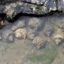 인천의 갯벌 이야기 이미지