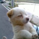 똥강아지 이미지