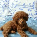 뷰티펫동물병원 이미지