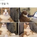 [쿠팡 PBS 사무보조 / 재택근무] 03. 쿠팡 재택근무 한달 후기