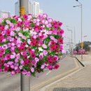 청라대로(공촌3교) 이미지