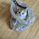 아지사랑 이미지