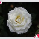 장미축제 이미지