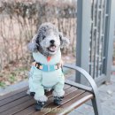 강아지 멋내기 | 강아지 경량패딩 겨울옷 바잇미 푸들 애견 패딩